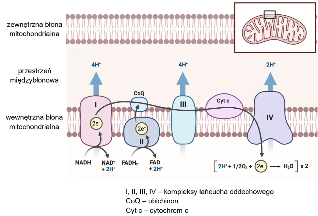 Łańcuch oddechowy w mitochondrium, kluczowy dla metabolizmu. Pomaga w zadaniach maturalnych z biologii.