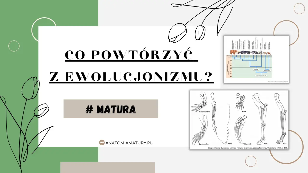 Grafika z pytaniem "Co powtórzyć z ewolucjonizmu?" i ilustracjami porównującymi kończyny zwierząt, drzewem filogenetycznym niedźwiedzi. Systematyka pomaga zrozumieć te zależności.