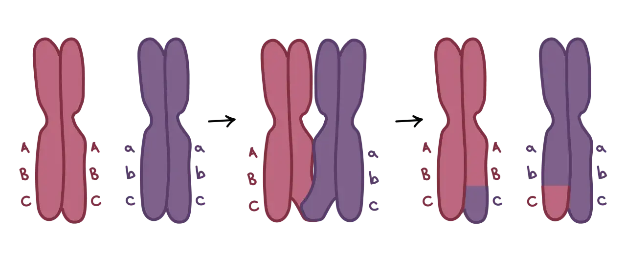 Ilustracja pokazuje crossing-over, proces zachodzący podczas mejozy, gdzie następuje wymiana fragmentów między chromosomami.