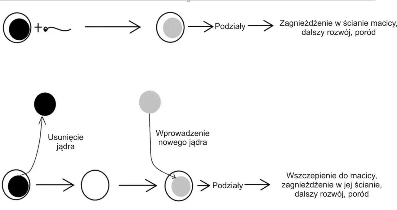 Schemat przedstawia zapłodnienie komórki jajowej (haploidalnej) przez plemnik, tworząc zygotę (komórkę diploidalną), która rozwija się.