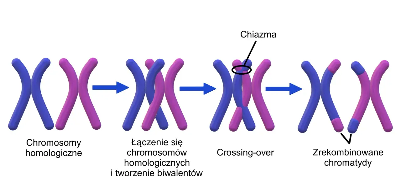 Ilustracja pokazuje proces crossing-over, kluczowy etap mejozy, gdzie dochodzi do wymiany fragmentów między chromosomami homologicznymi, tworząc rekombinowane chromatydy.
