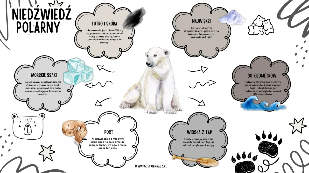 Niedźwiedzie polarne żyją na Arktyce. Ilustracja przedstawia niedźwiedzia polarnego i informacje o jego futrze, wielkości, pływaniu, pożywieniu i zimowaniu.