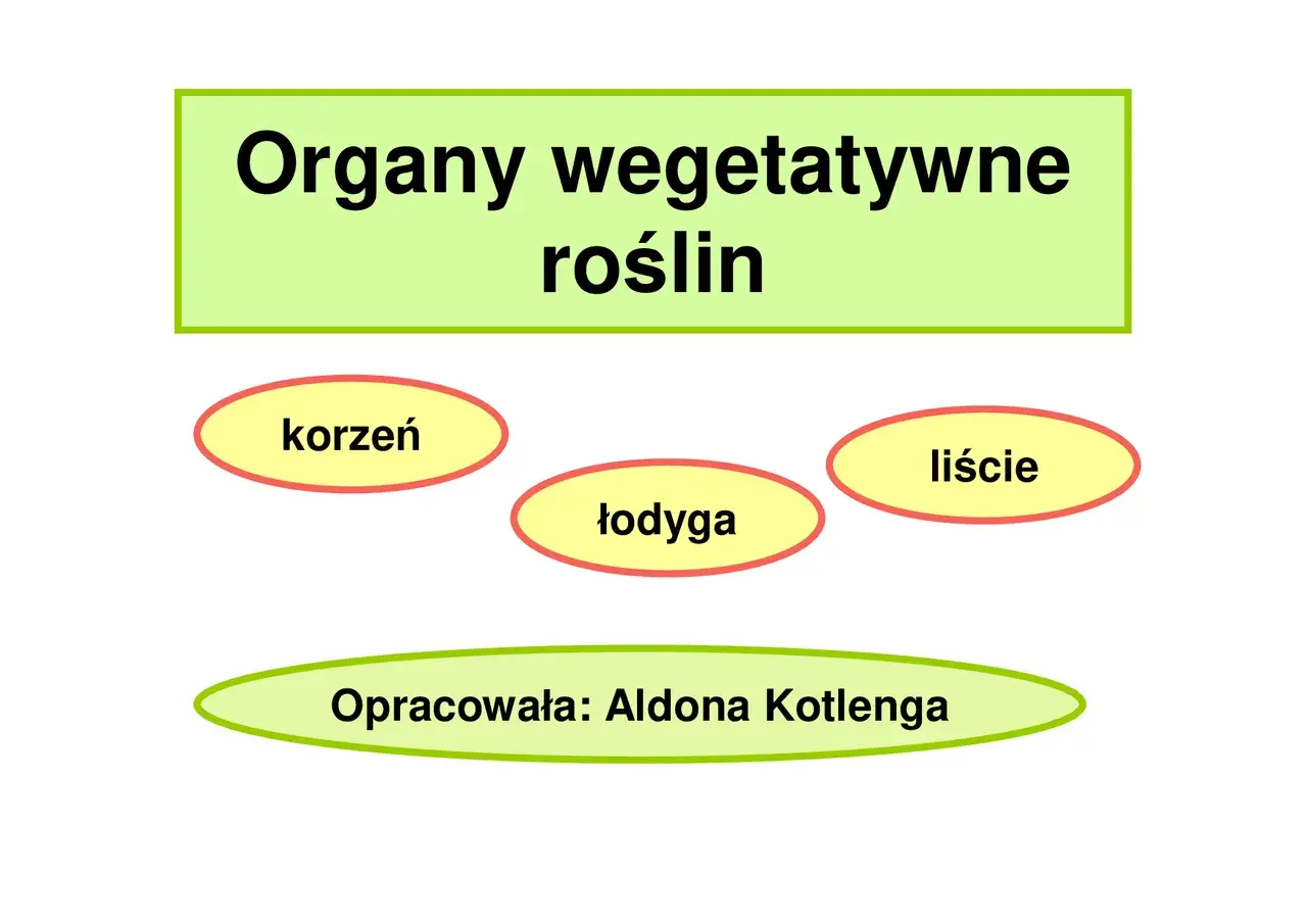 Grafika przedstawia organy wegetatywne roślin: korzeń, łodygę i liście. Opracowała: Aldona Kotlenga.