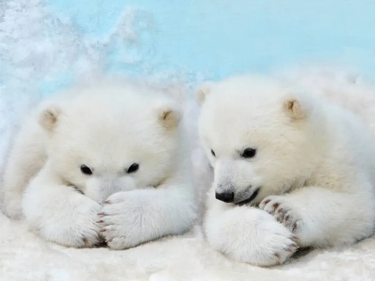 Dwa urocze niedźwiadki polarne w śniegu. Ciekawe, ile żyje niedźwiedź polarny, gdy jest tak słodki.