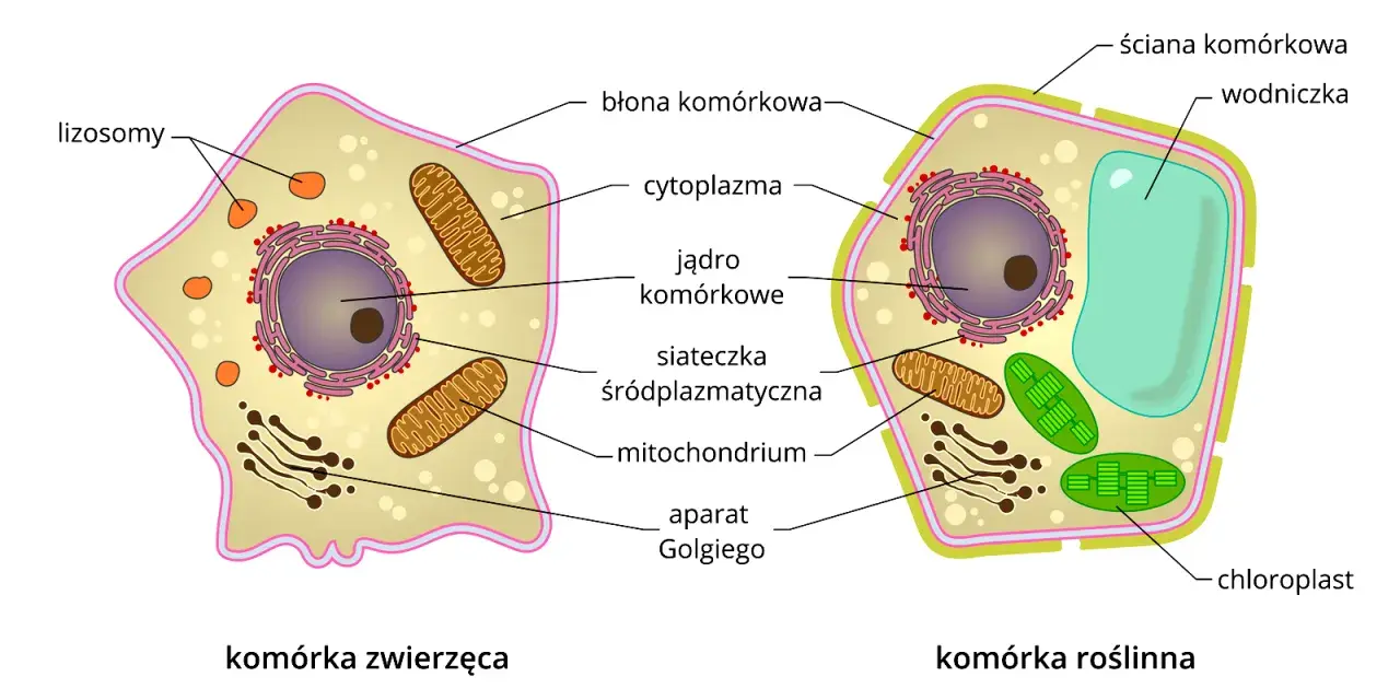 Rysunek przedstawia budowę komórki zwierzęcej i roślinnej, ukazując ich organella.