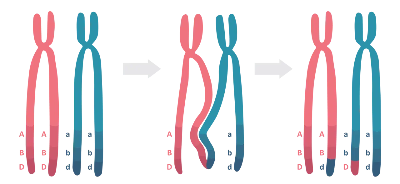 Profaza 1 mejozy: chromosomy homologiczne wymieniają fragmenty DNA, tworząc nowe kombinacje alleli A, B, D i a, b, d.