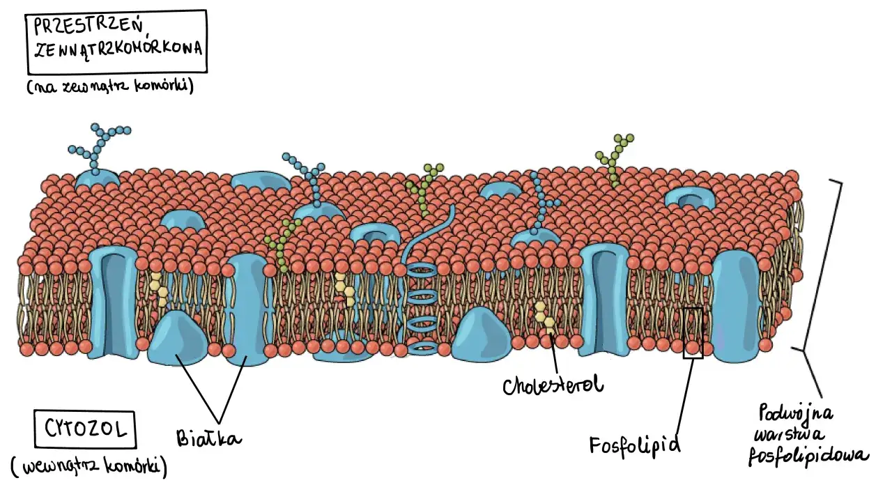 Schematyczny przekrój przez błonę komórkową zwierzęcą, ukazujący podwójną warstwę fosfolipidową, białka, cholesterol oraz glikoproteiny na przestrzeni zewnątrzkomórkowej.