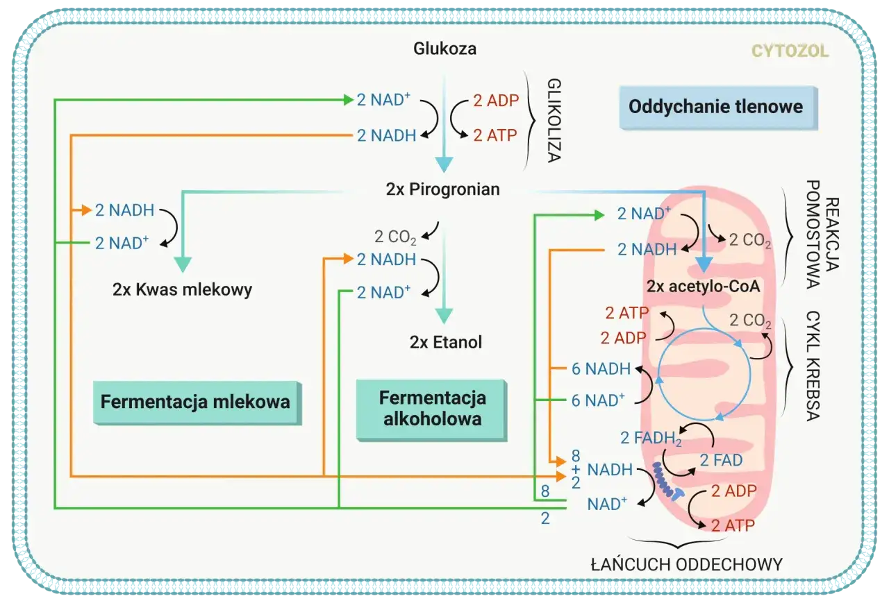 Schemat przedstawia metabolizm glukozy: glikolizę, fermentację mlekową i alkoholową, cykl Krebsa oraz łańcuch oddechowy. Pomocne w zadaniach maturalnych.