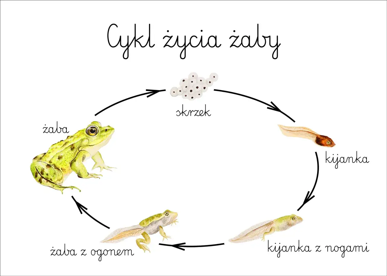Cykl życia żaby w Polsce: od skrzeku, przez kijanki, do dorosłej żaby.