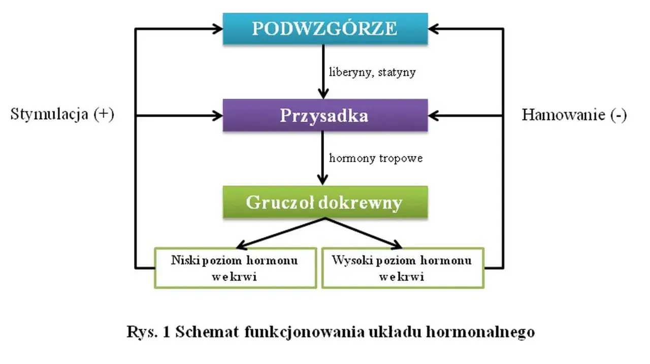 Schemat pokazuje, jak podwzgórze i przysadka regulują gruczoł dokrewny, wpływając na poziom hormonów we krwi. To pokazuje, co to hormony.