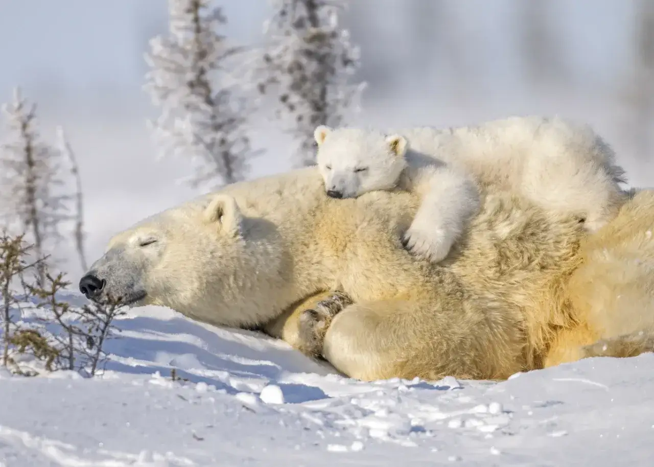 Śpiący niedźwiedź polarny z dzieckiem na grzbiecie. Długość życia niedźwiedzia polarnego jest imponująca, ale ten maluch ma jeszcze wiele lat przed sobą.