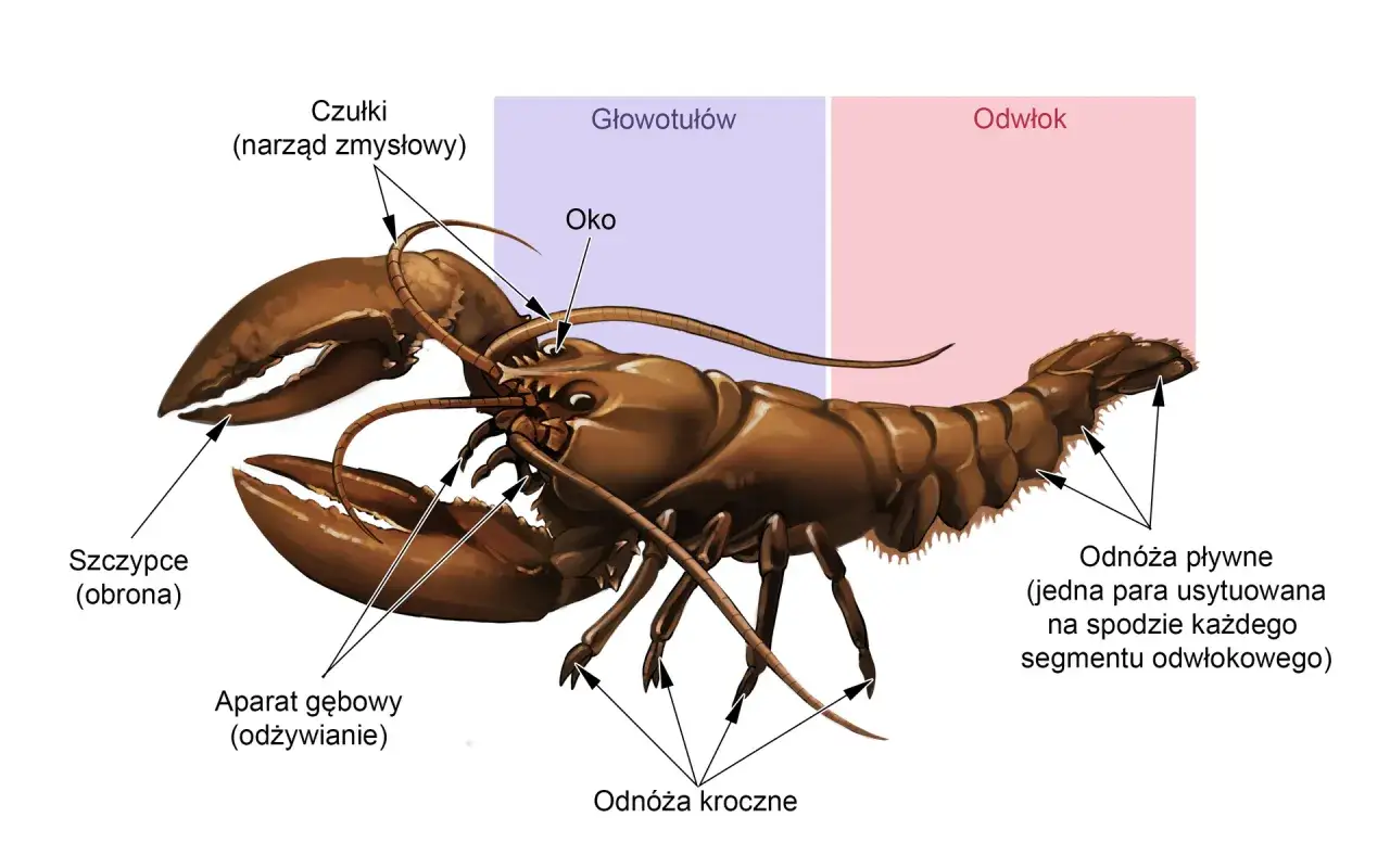 Ilustracja przedstawia budowę stawonoga, z zaznaczonymi szczypcami, czułkami, aparatem gębowym, odnóżami krocznymi i pływnymi. Biologia rozszerzona.