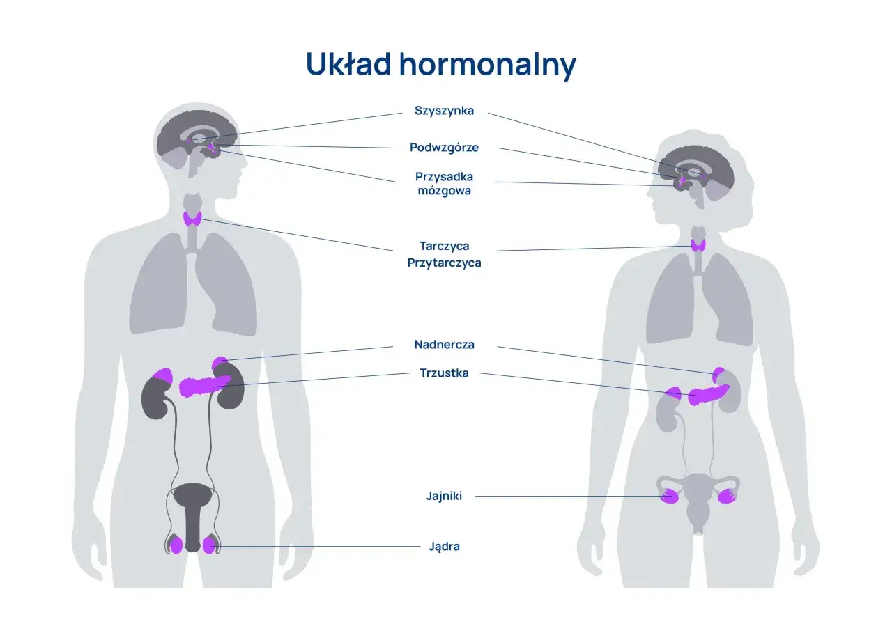 Ilustracja pokazuje układ hormonalny człowieka, wyjaśniając co to hormony. Zaznaczone są gruczoły: szyszynka, podwzgórze, przysadka, tarczyca, przytarczyce, nadnercza, trzustka, jajniki i jądra.
