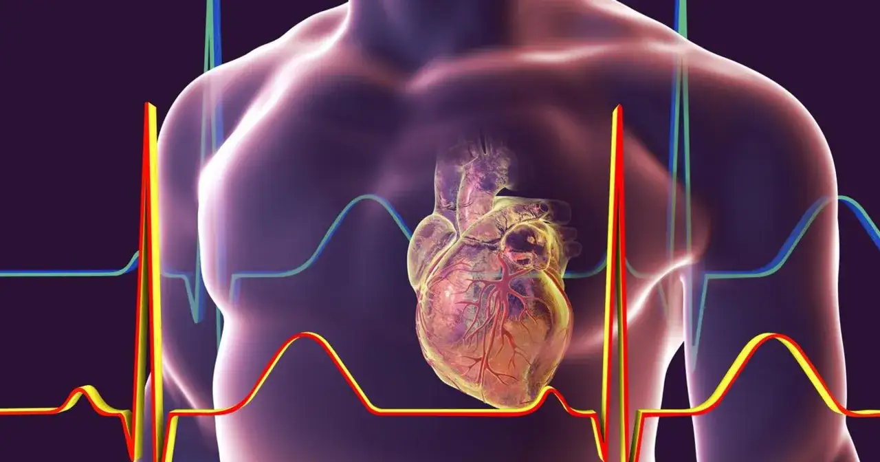 Rysunek przedstawia położenie serca w klatce piersiowej, z widocznymi liniami EKG symbolizującymi jego pracę.