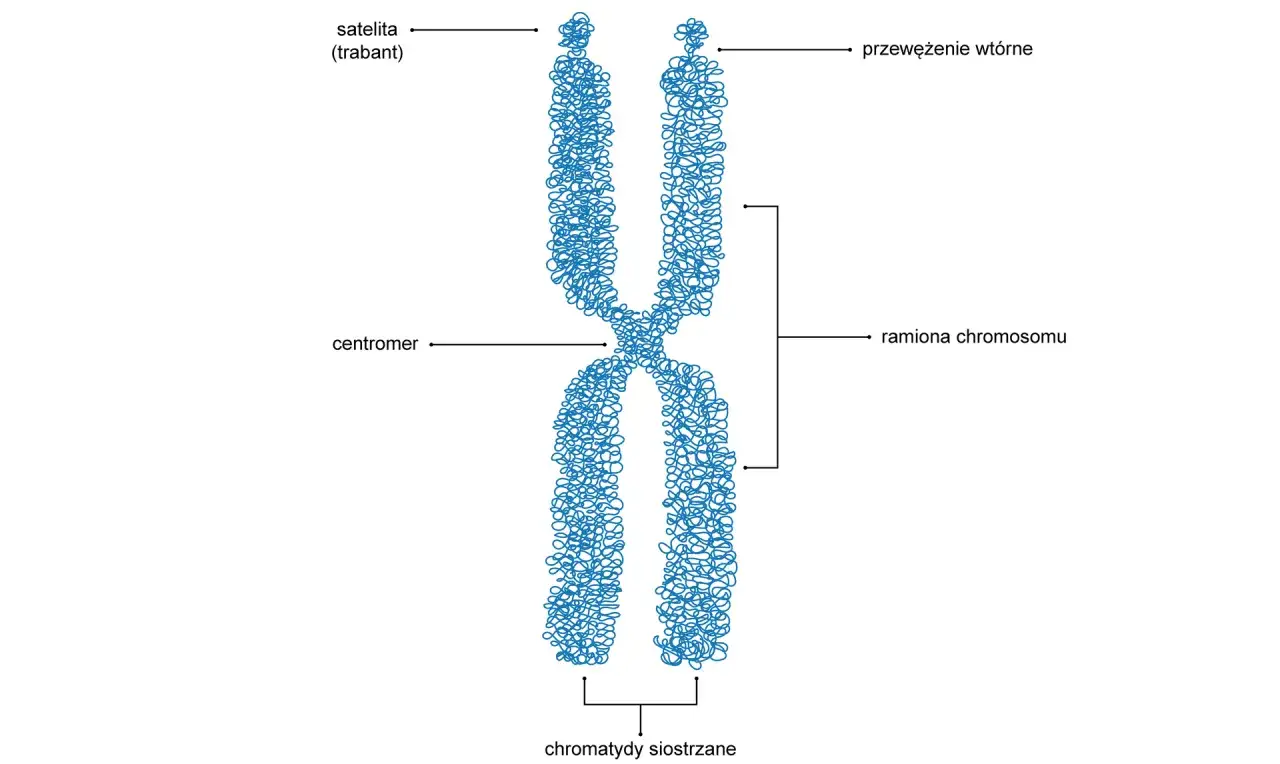 Schematyczny obraz chromosomu ukazujący organizację materiału genetycznego w komórce: centromer, ramiona, satelita i przewężenie wtórne.