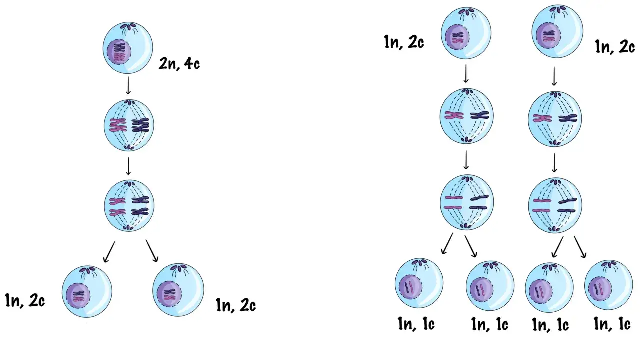 Ilustracja pokazuje, co to jest mejoza: podział komórki prowadzący do powstania czterech komórek potomnych z połową liczby chromosomów.