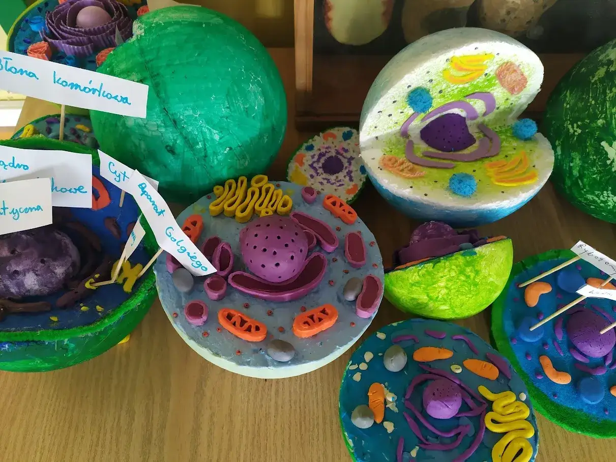 Modele komórek zwierzęcych wykonane z plasteliny i styropianu. Pokazują jądro, mitochondria, aparat Golgiego.