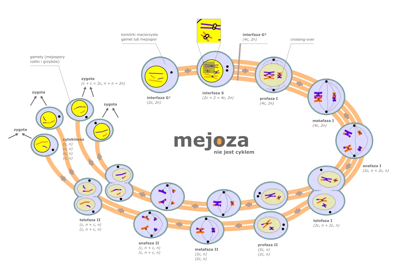 Profaza I mejozy: chromosomy homologiczne łączą się, tworząc biwalenty, zachodzi crossing-over.
