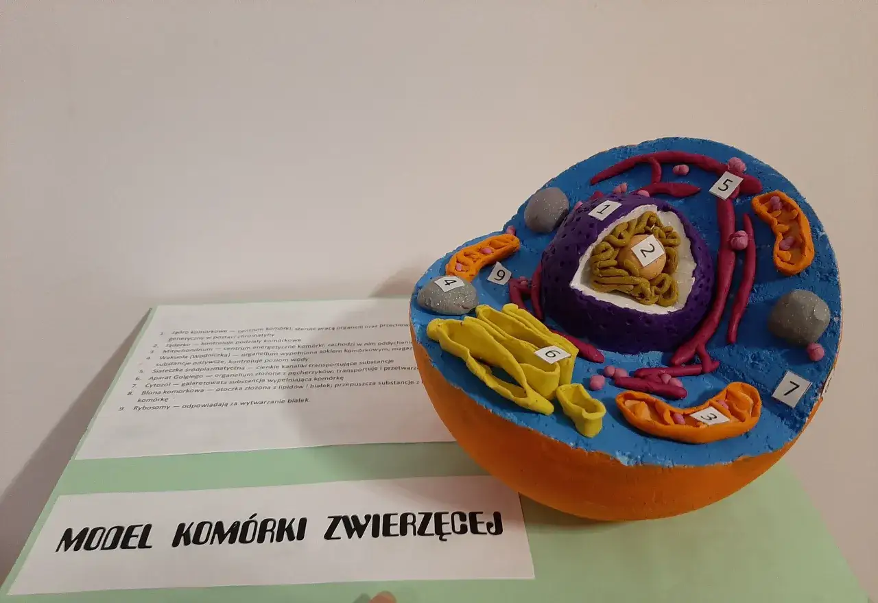 Kolorowy model przestrzenny komórki zwierzęcej z widocznymi organellami, takimi jak jądro, mitochondria i aparat Golgiego.
