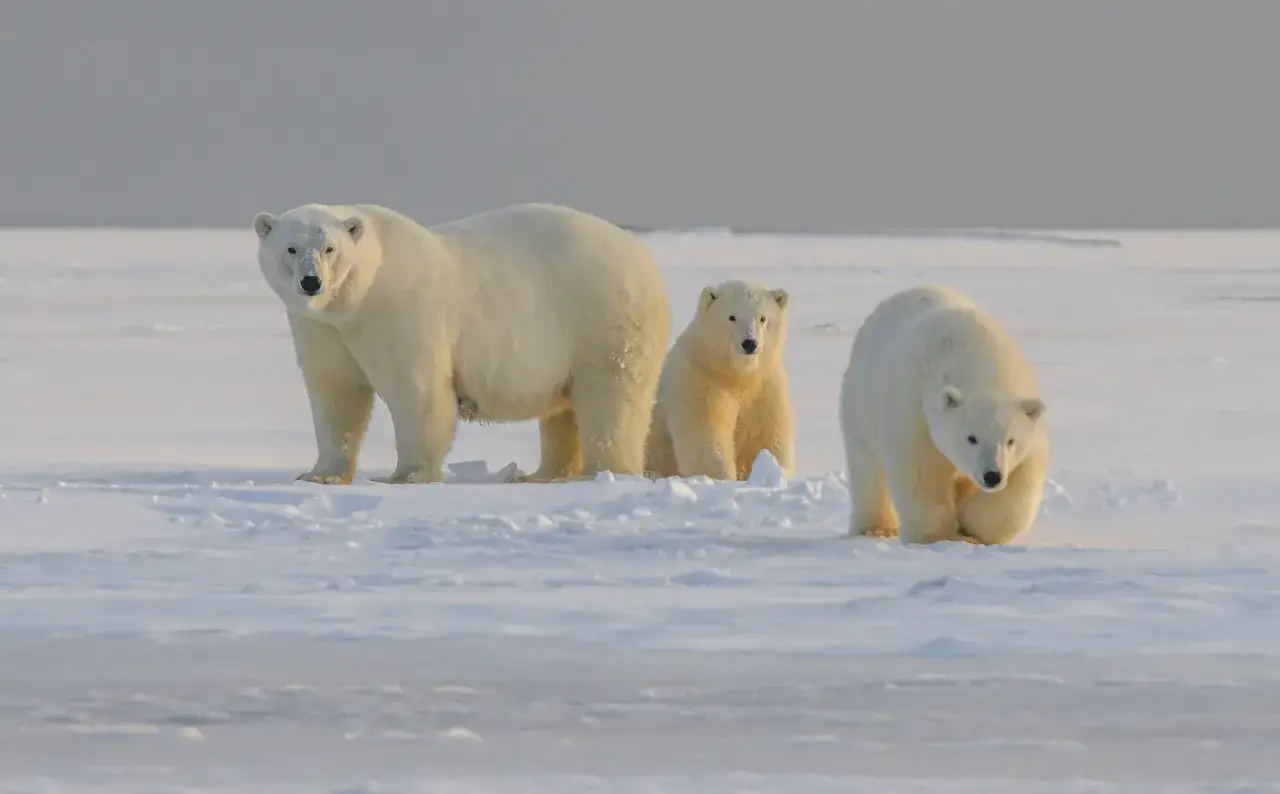Rodzina niedźwiedzi polarnych na lodzie. To ich naturalne środowisko, gdzie żyją niedźwiedzie polarne.