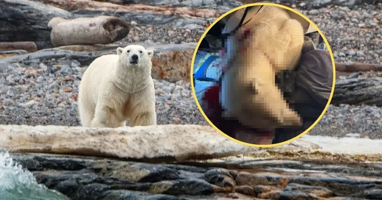 Niedźwiedź polarny na kamienistym brzegu. W okręgu widać jego ranne łapy, co pokazuje, gdzie żyją niedźwiedzie polarne i z jakimi trudnościami się mierzą.