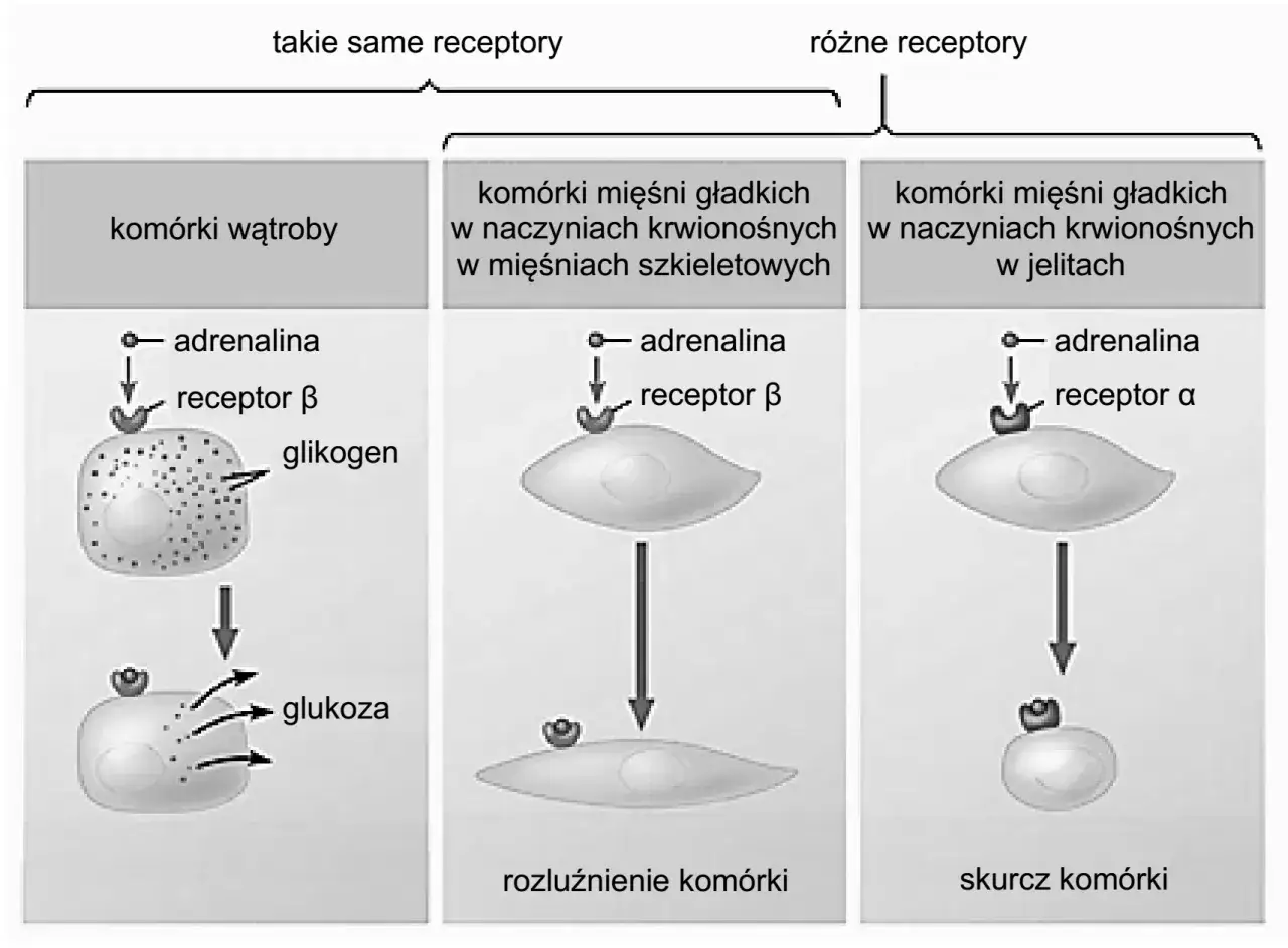 Adrenalina wiąże się z receptorami β w komórkach wątroby, uwalniając glukozę. W mięśniach gładkich wiąże się z receptorami β (rozluźnienie) lub α (skurcz), pokazując, jak hormon trafia do komórki.