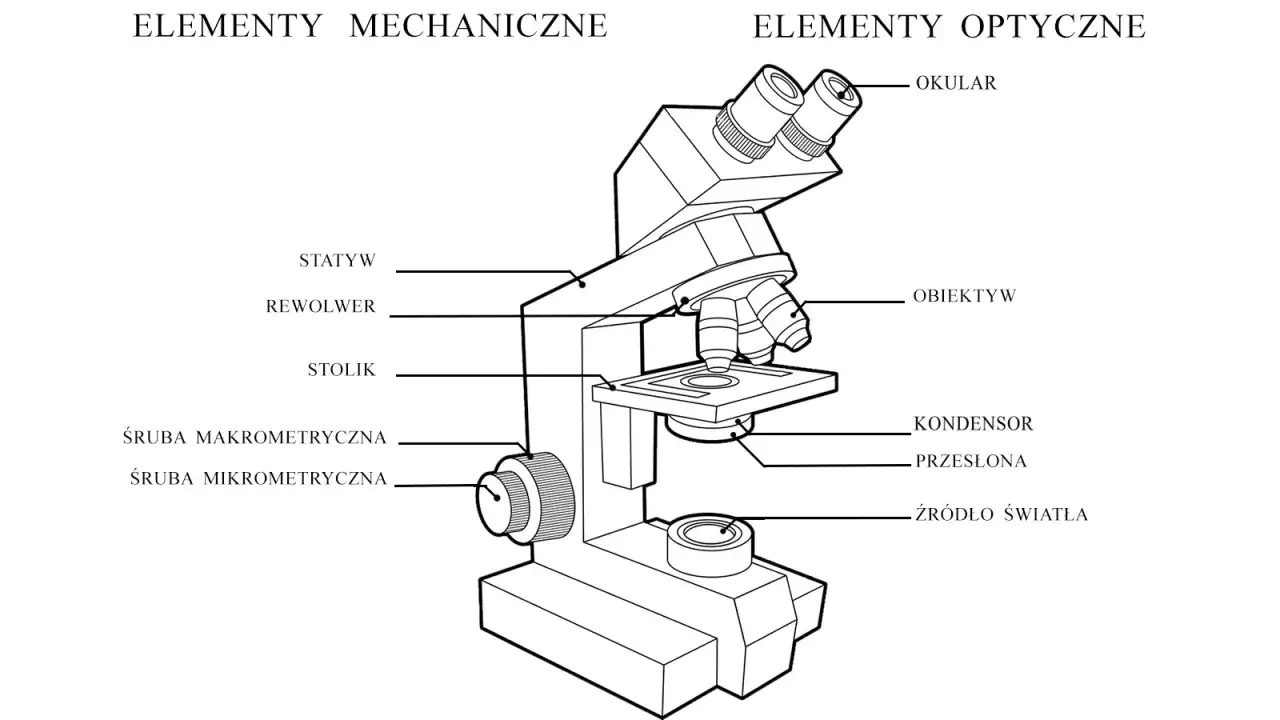 Rysunek przedstawia mikroskop optyczny z zaznaczonymi elementami mechanicznymi (statyw, rewolwer, stolik, śruby) i optycznymi (okular, obiektyw, kondensor, źródło światła).