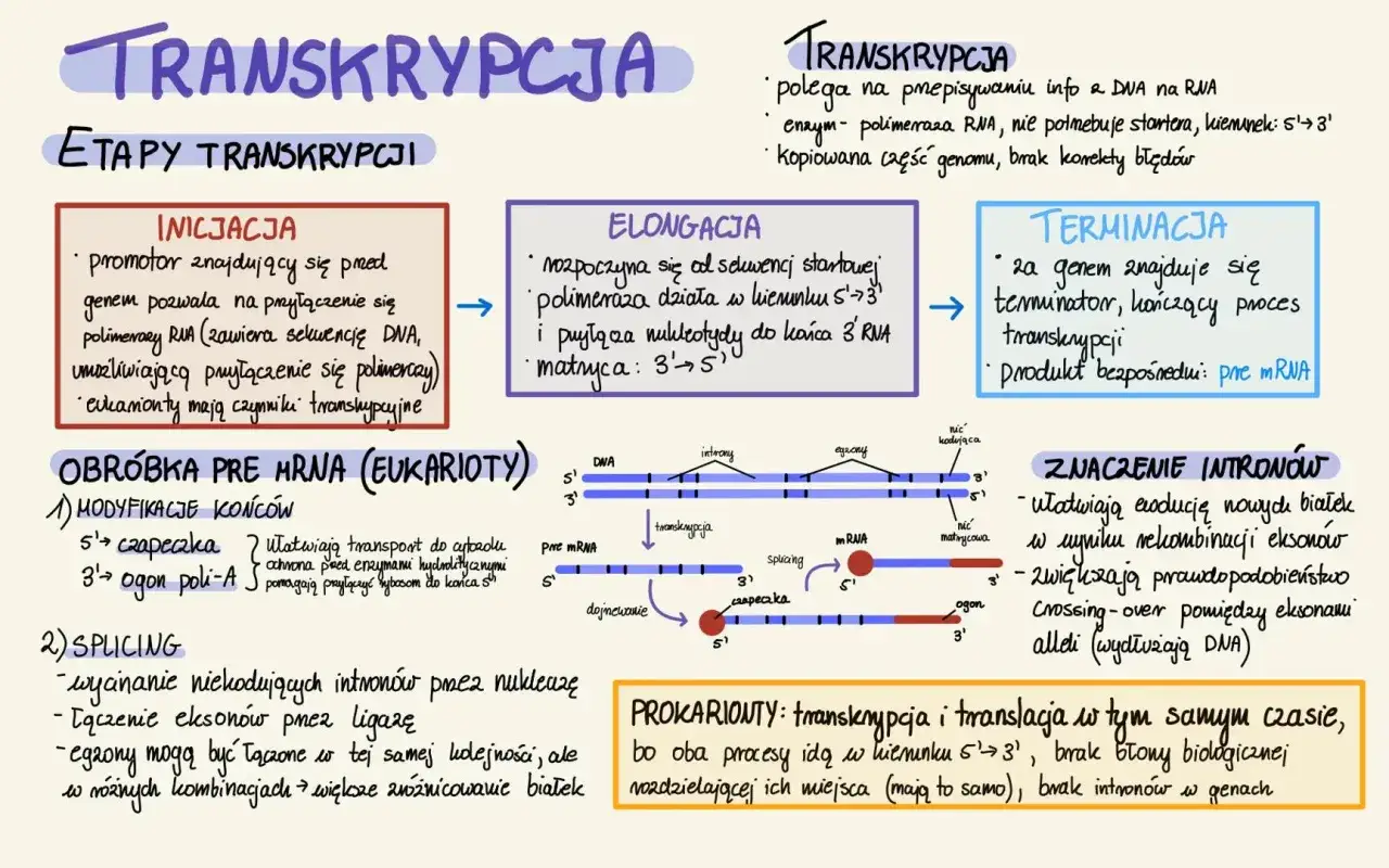 Schemat przedstawia transkrypcję i translację. Transkrypcja zachodzi w jądrze komórkowym, a translacja w cytoplazmie.