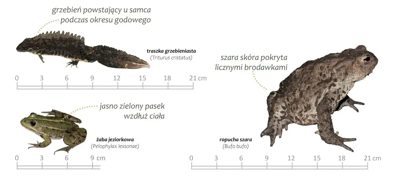 Traszka grzebieniasta, żaba jeziorkowa i ropucha szara – przykłady płazów występujących w Polsce.