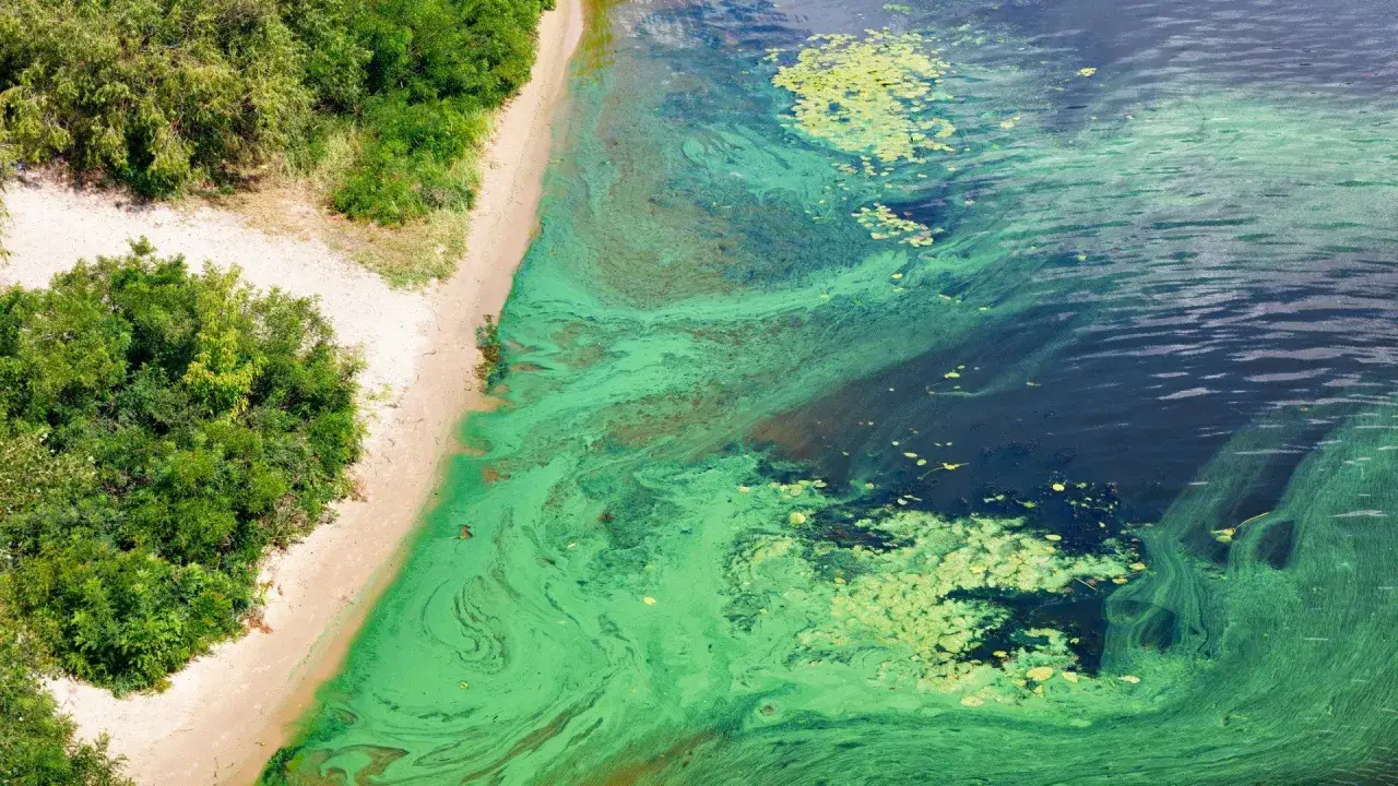Intensywna sinica w morzu tworzy zielone, wirujące wzory na wodzie przy piaszczystej plaży i bujnej zieleni.