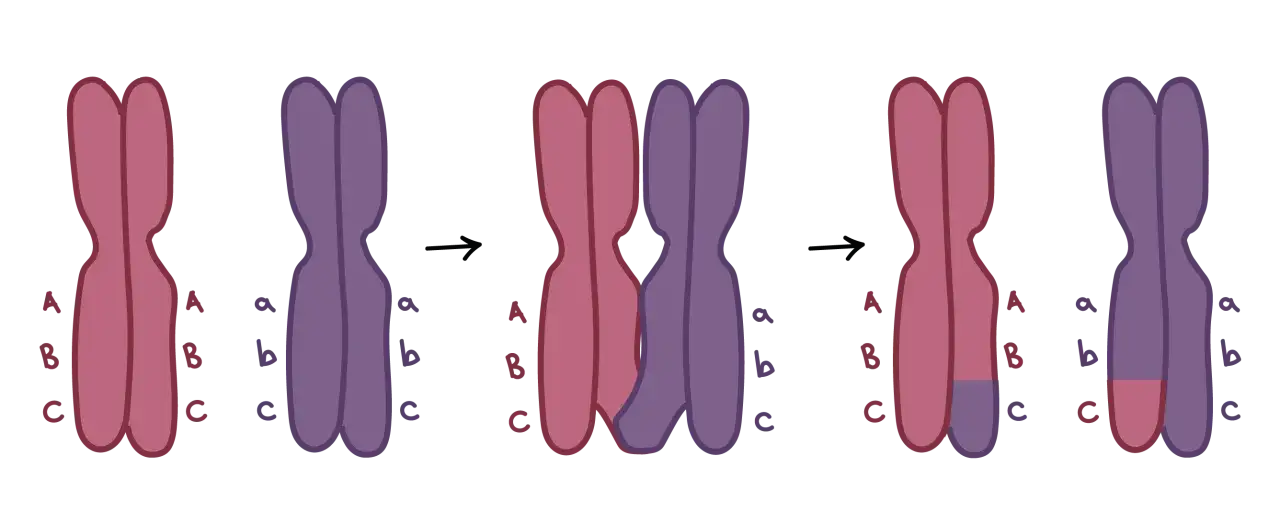 Ilustracja pokazuje, jak zachodzi crossing over. Dwa chromosomy, jeden różowy (z genami A, B, C) i jeden fioletowy (z genami a, b, c), zbliżają się do siebie. Następnie fragmenty chromosomów zamieniają się miejscami, tworząc nowe kombinacje genów.