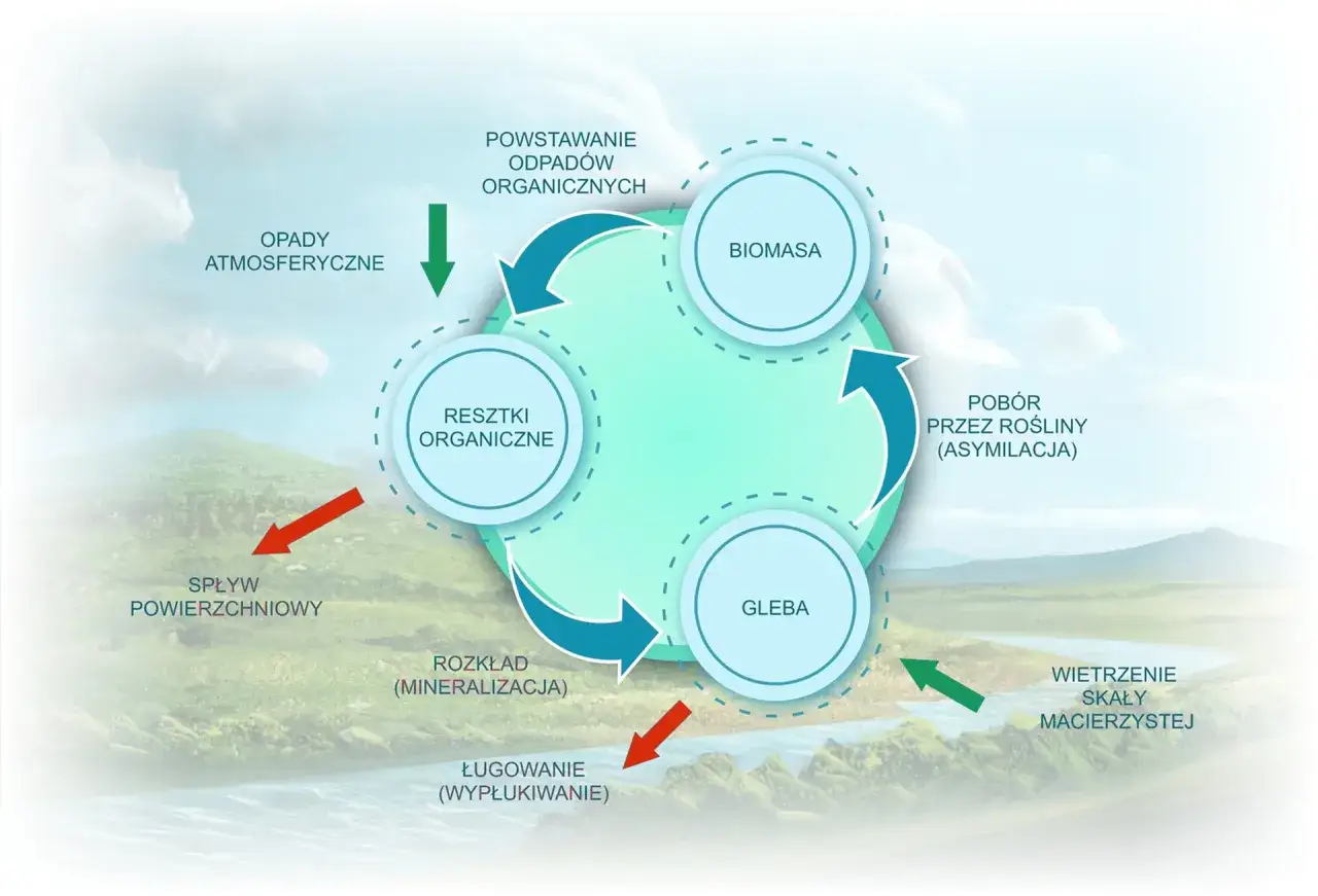 Schemat przedstawia obieg węgla w przyrodzie: biomasa, gleba, resztki organiczne i opady atmosferyczne tworzą cykl.
