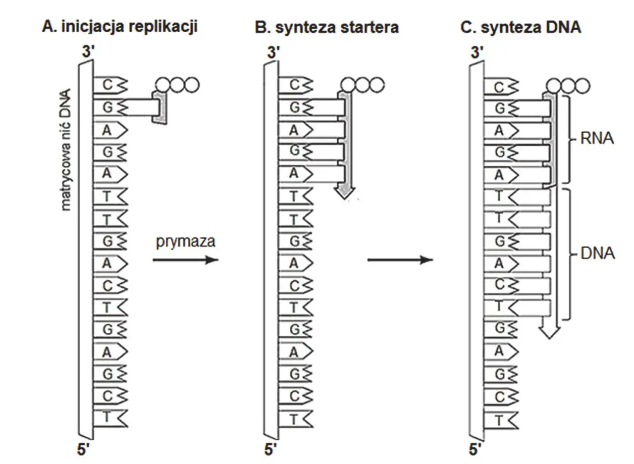 Schemat replikacji DNA: inicjacja, synteza startera RNA przez prymazę, a następnie synteza DNA. Biologia klasa 3 liceum.