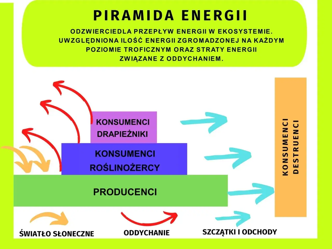 Piramida energii pokazuje przepływ energii. Destruenci, jako konsumenci, rozkładają szczątki i odchody, odzyskując energię dla ekosystemu.