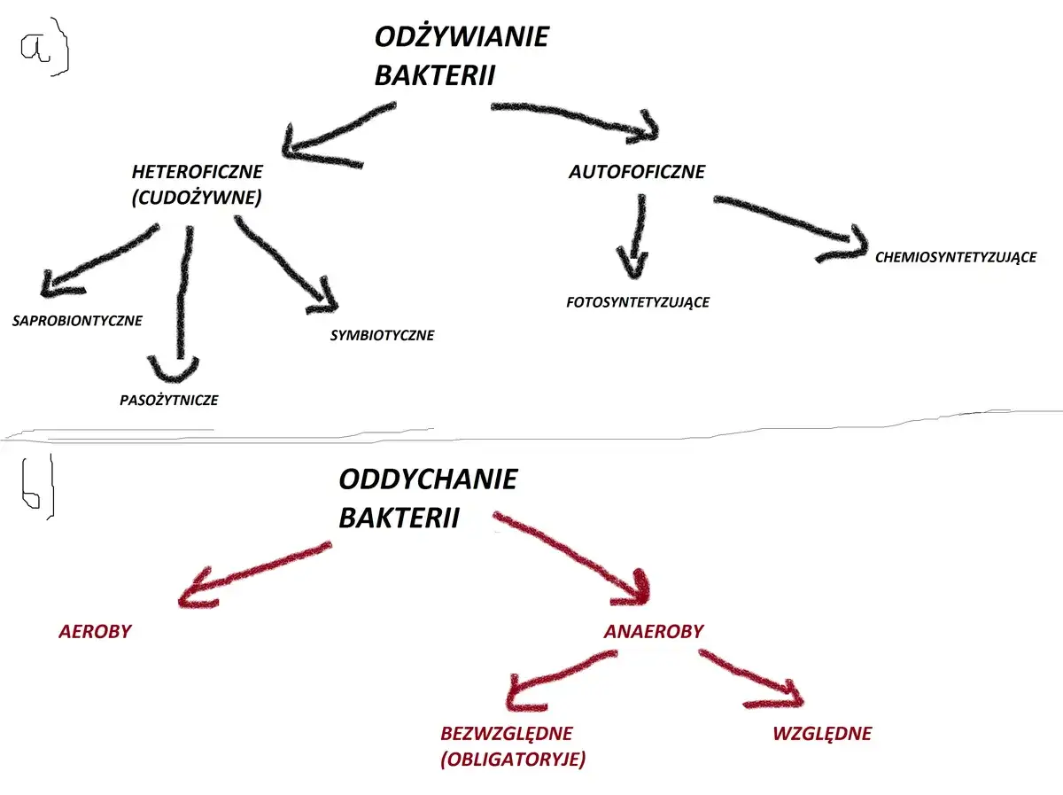 Schemat podziału bakterii: odżywianie (heteroficzne, autotroficzne) i oddychanie (aeroby, anaeroby).