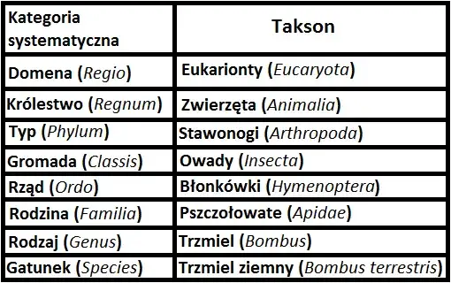 Zdjęcie Co to jest systematyka w biologii i dlaczego jest tak ważna?