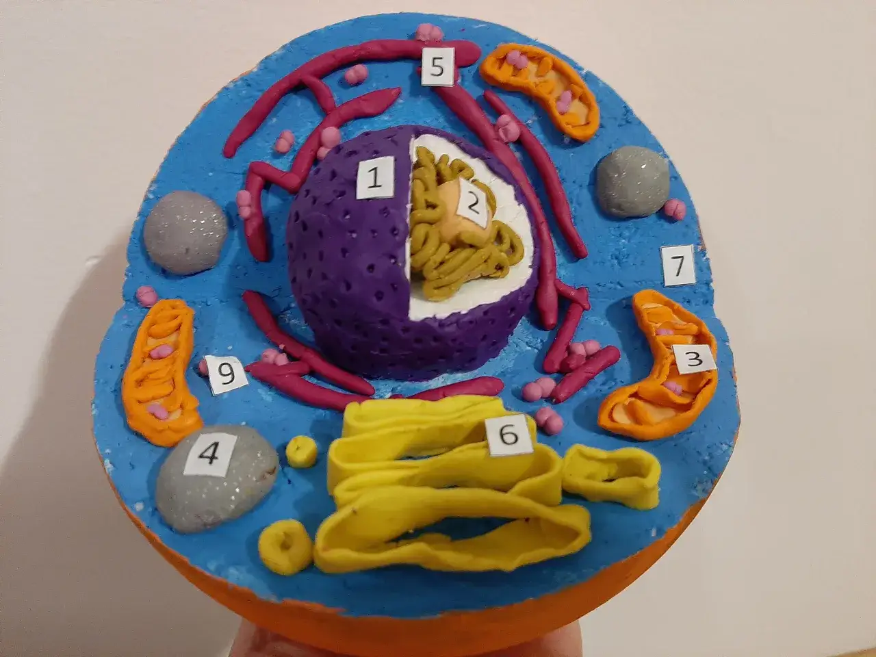 Model komórki zwierzęcej z plasteliny. Pokazuje jądro, mitochondria, rybosomy i inne organella. Idealny do nauki, jak zrobić model komórki zwierzęcej.