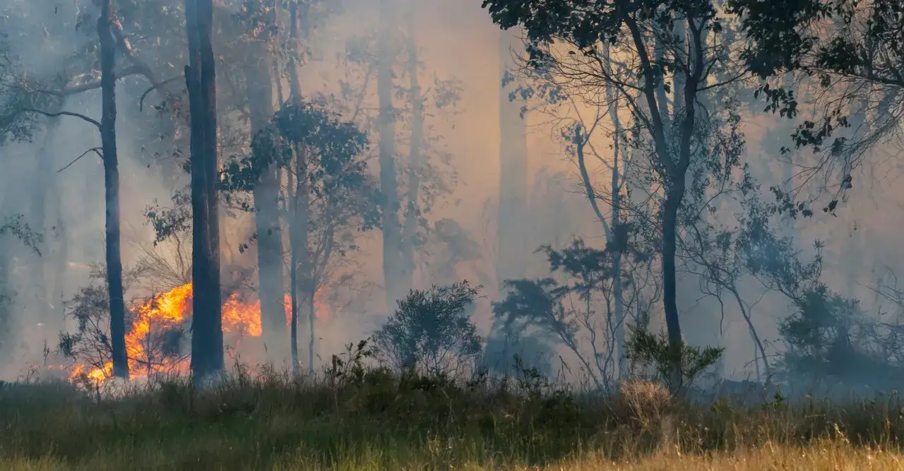 Płonący las w Australii, dym i ogień unoszą się wśród drzew. To obraz ukazujący skutki pożarów w Australii, których przyczyny są złożone.