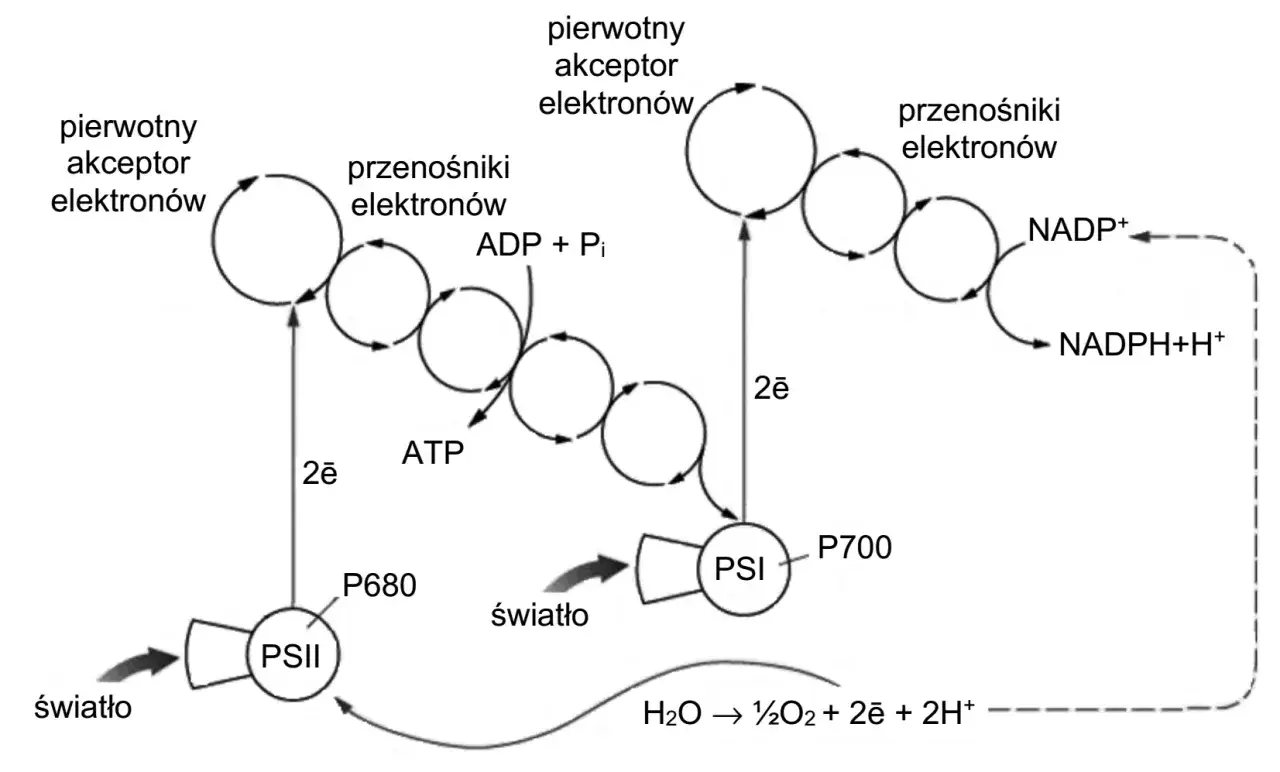 Schemat fotosyntezy: transport elektronów, produkcja ATP i NADPH. Kluczowy dla metabolizmu zadania maturalne.