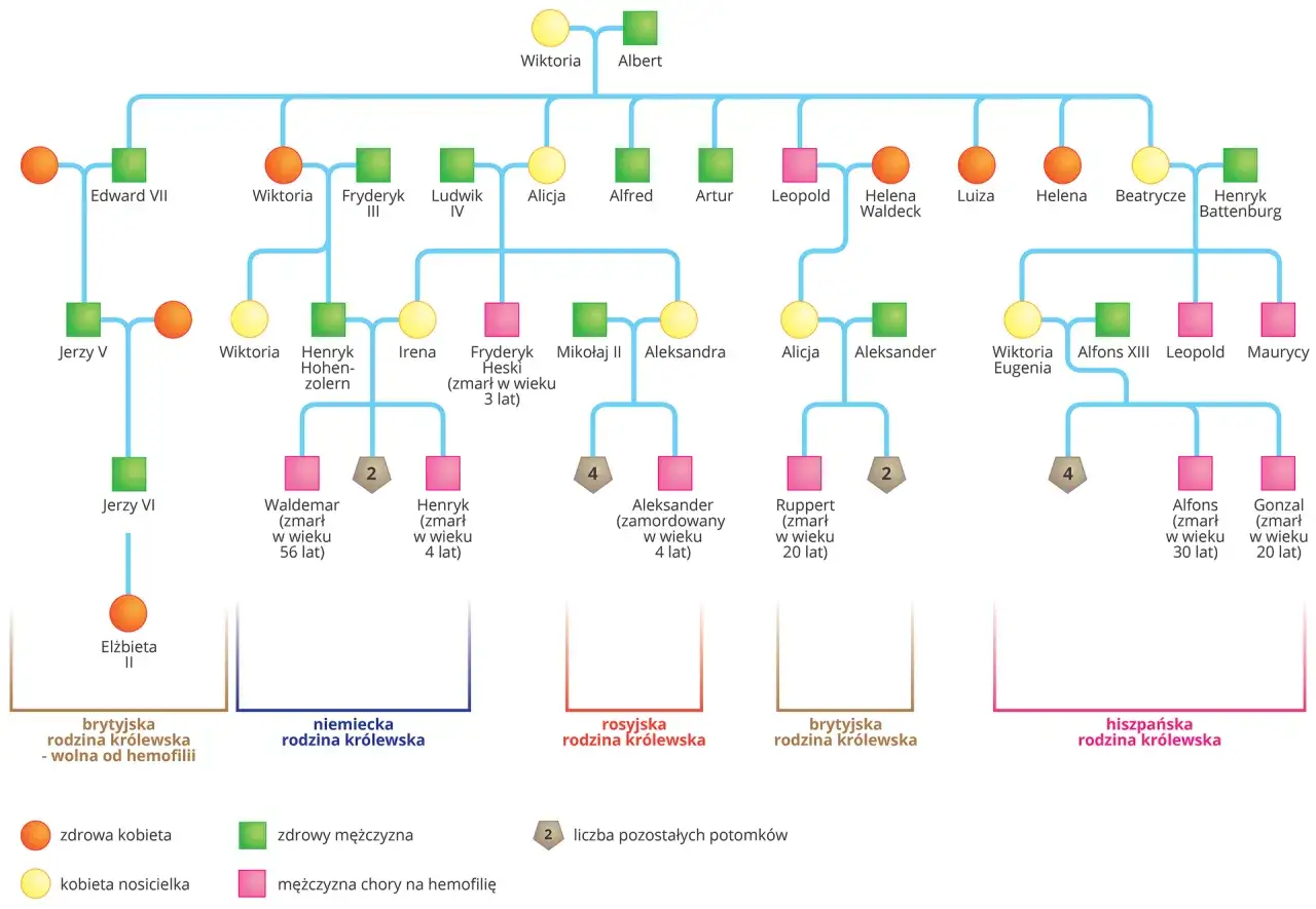 Drzewo genealogiczne ilustrujące krzyżówki genetyczne cechy sprzężone z płcią, pokazujące nosicielki i chorych na hemofilię w rodzinach królewskich.