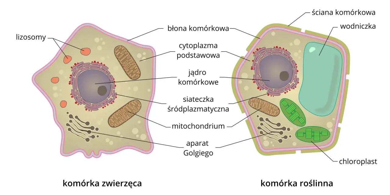 Schemat komórki zwierzęcej z widoczną błoną komórkową zwierzęcą, jądrem, mitochondriami i lizosomami. Obok komórka roślinna.