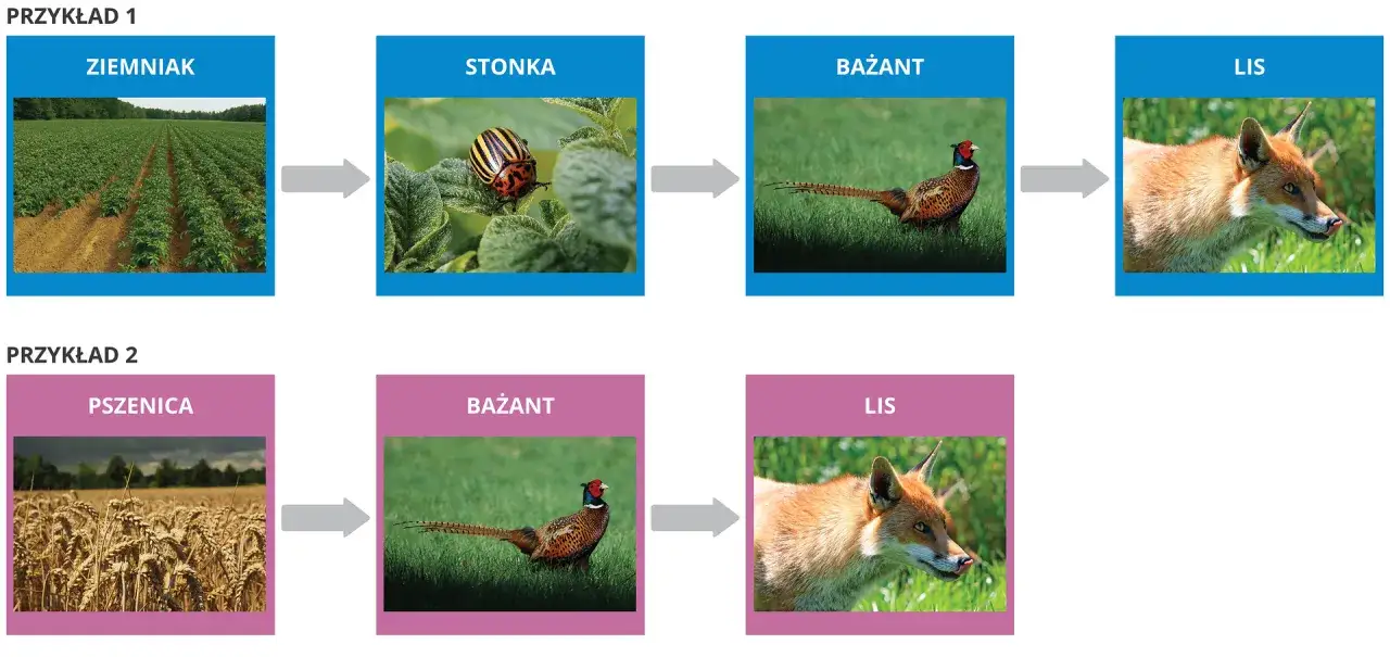 Przykłady łańcuchów pokarmowych: ziemniak -> stonka -> bażant -> lis; pszenica -> bażant -> lis.