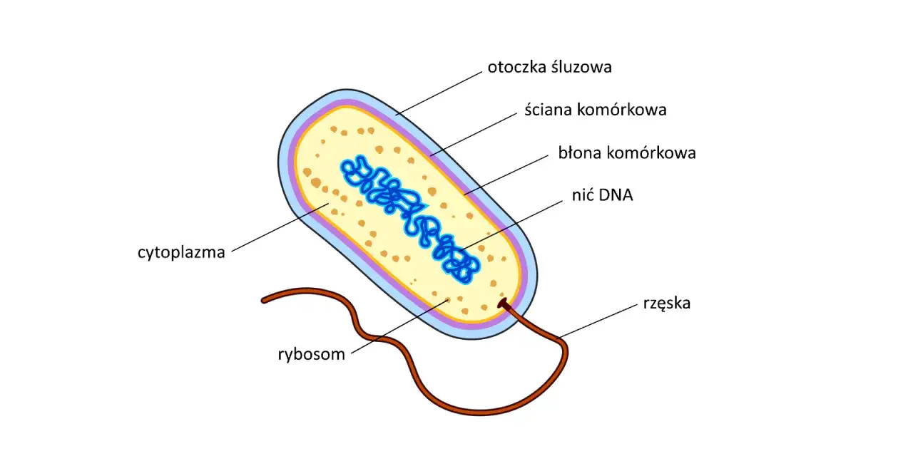 Schematyczny model komórki bakteryjnej: otoczka śluzowa, ściana komórkowa, błona komórkowa, cytoplazma, nić DNA, rybosomy i rzęska.