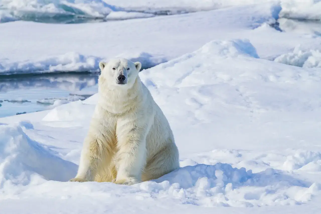 Niedźwiedź polarny siedzi na śniegu. Zastanawiasz się, ile żyje niedźwiedź polarny?