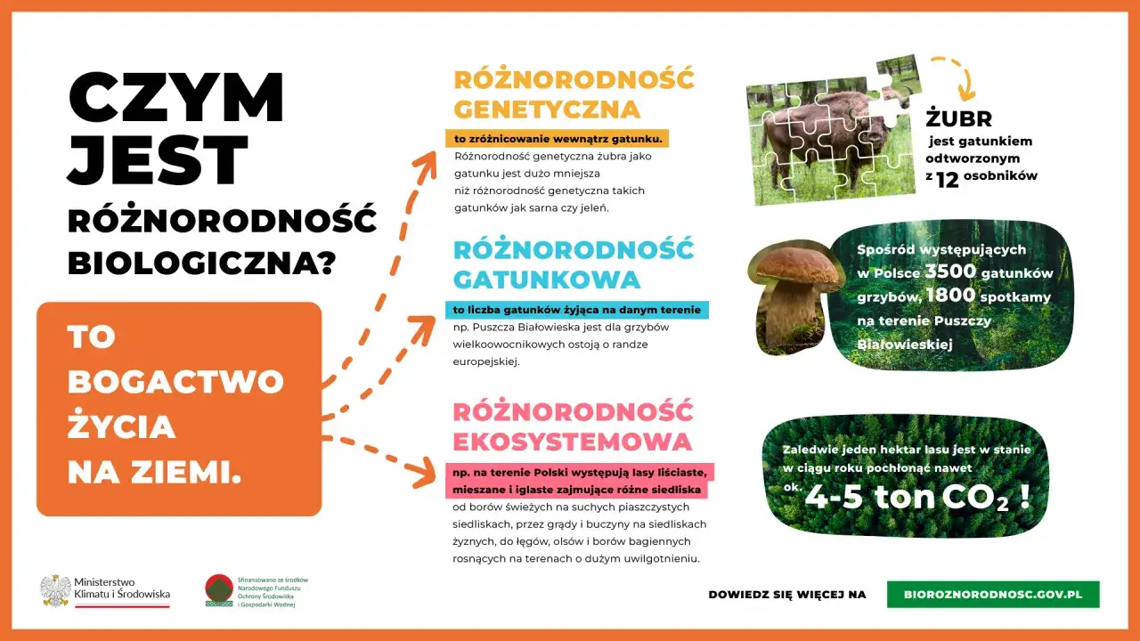 Czym jest bioróżnorodność? To bogactwo życia na Ziemi, obejmujące różnorodność genetyczną, gatunkową i ekosystemową.