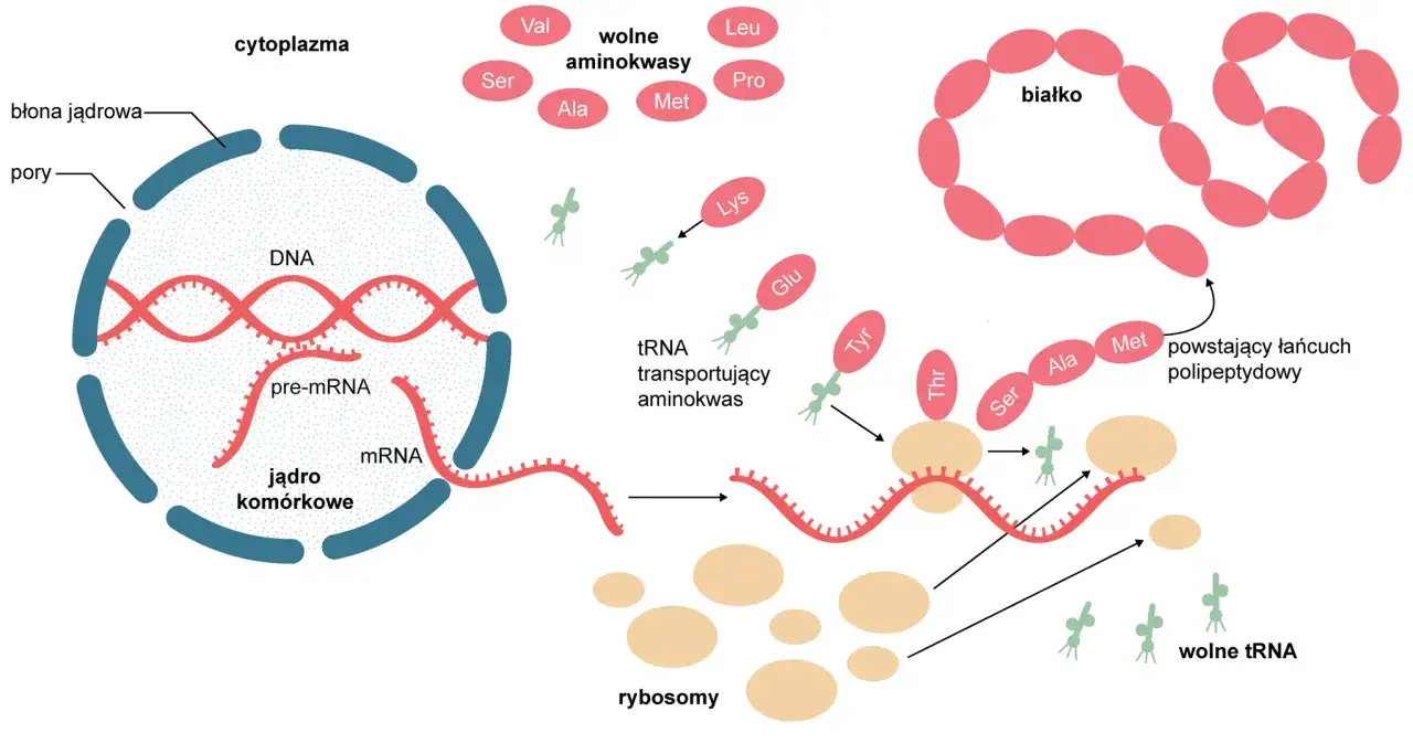Schemat pokazuje, co to transkrypcja DNA: mRNA powstaje z DNA w jądrze, a potem w cytoplazmie rybosomy tworzą białko z aminokwasów.