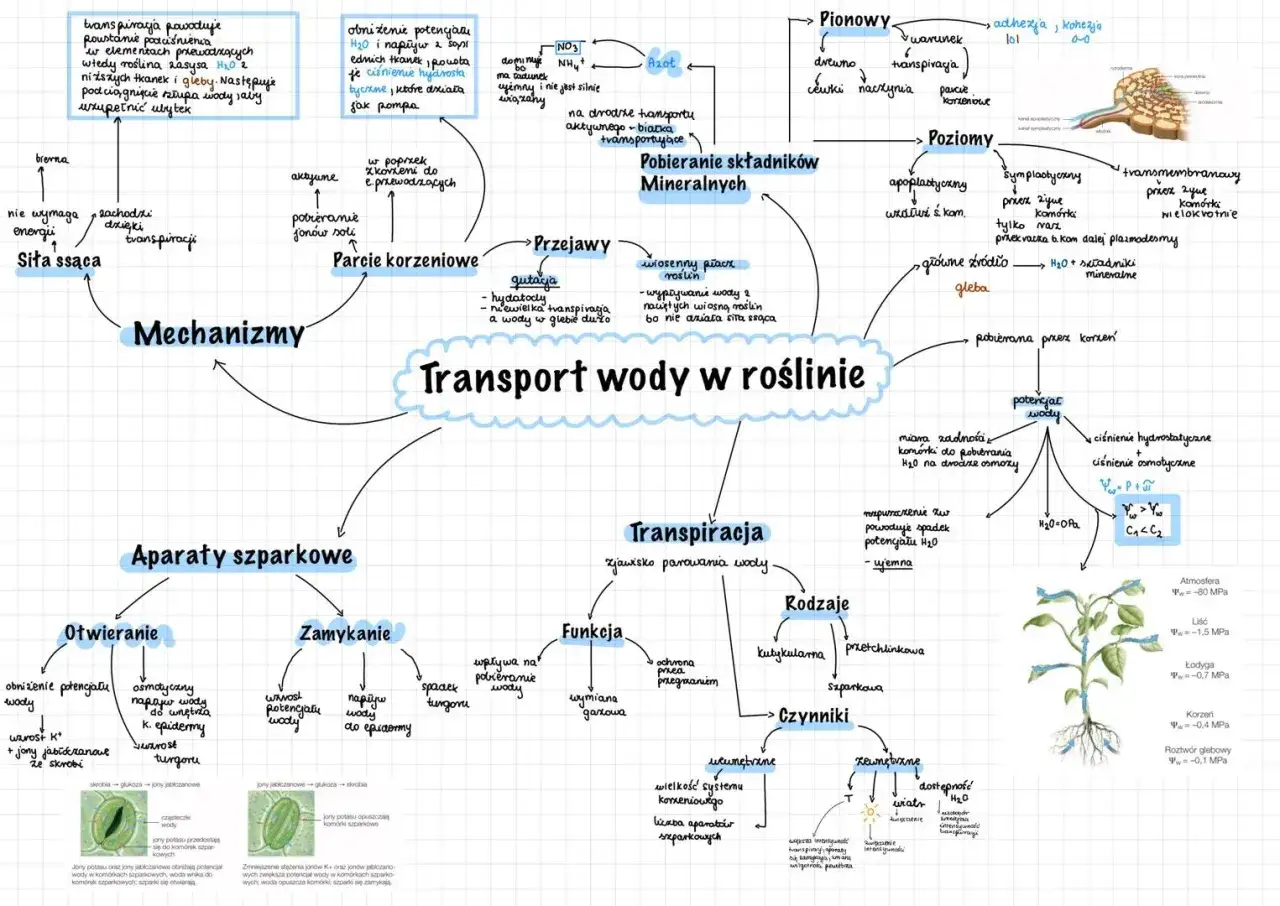 Mapa myśli o transporcie wody w roślinie, ukazująca mechanizmy, aparaty szparkowe, transpirację, pobieranie składników mineralnych i czynniki wpływające na ten proces.