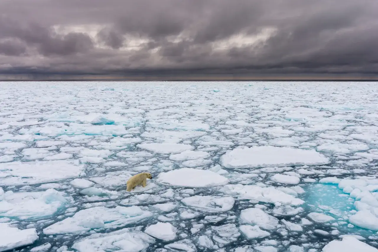 Samotny niedźwiedź polarny przemierza topniejące kry. Zastanawiasz się, ile żyje niedźwiedź polarny? To fascynujące stworzenia Arktyki.