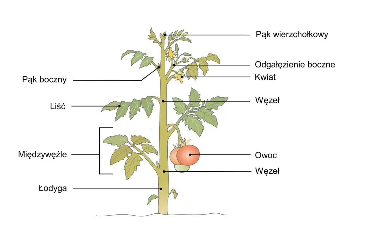 Ilustracja przedstawia pomidora, ukazując jego budowę i sposób rozmnażania się roślin. Widoczne są liście, pędy, kwiaty i owoce.