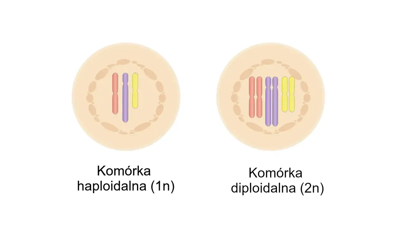 Komórka haploidalna (1n) ma jeden zestaw chromosomów (czerwony, fioletowy, żółty), a komórka diploidalna (2n) ma dwa zestawy.